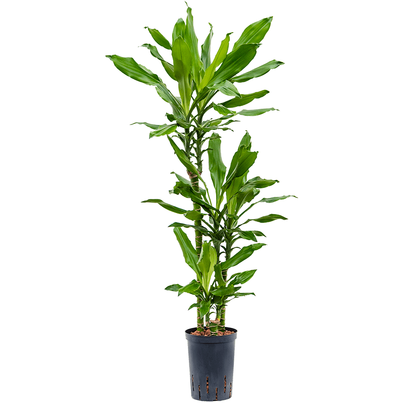 Dracaena Burundii 3-stam