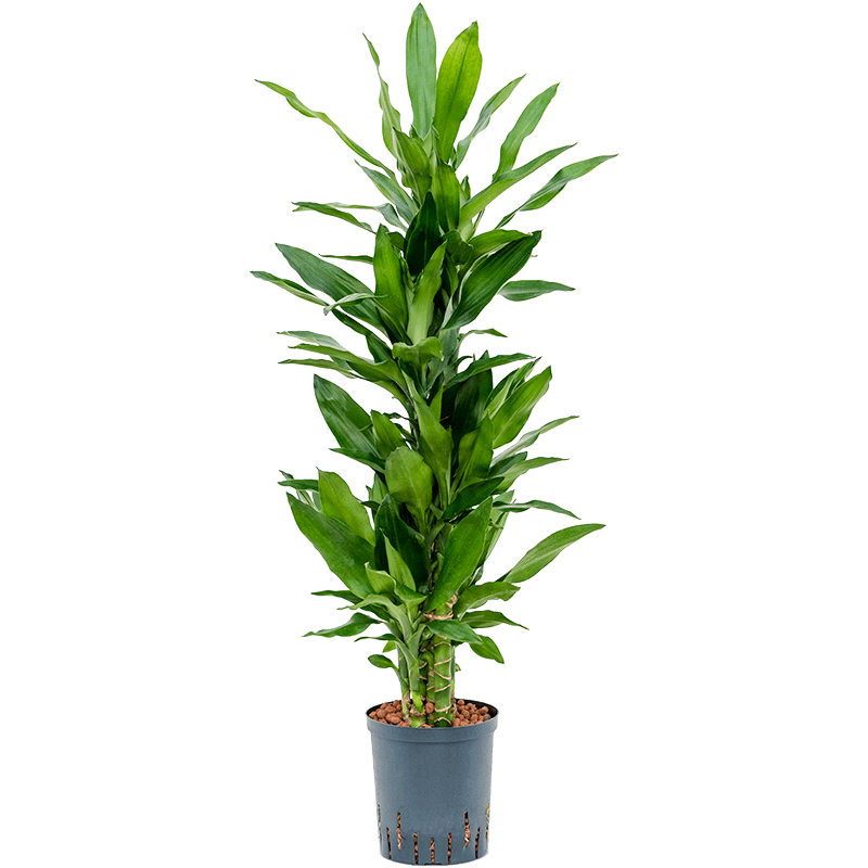 Dracaena Burundii carrousel