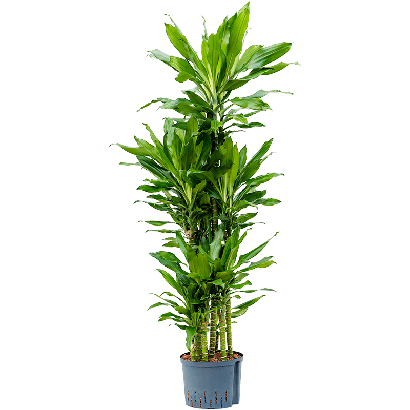 Dracaena Burundii carrousel