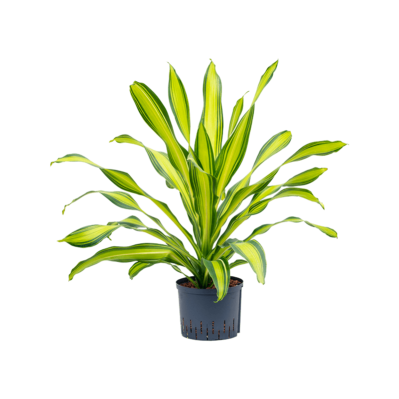 Dracaena Charley