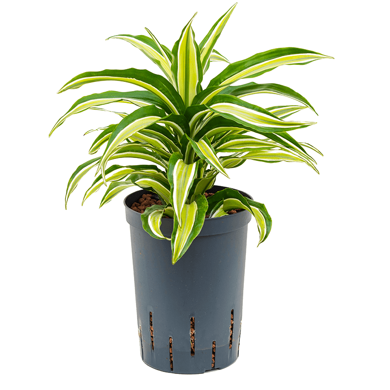 Dracaena Malaika