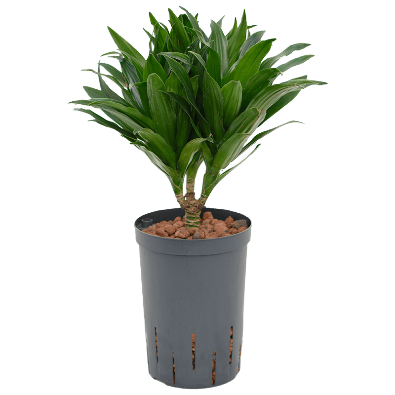 Dracaena Compacta