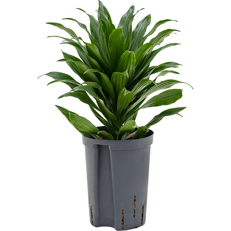 Dracaena Compacta bush