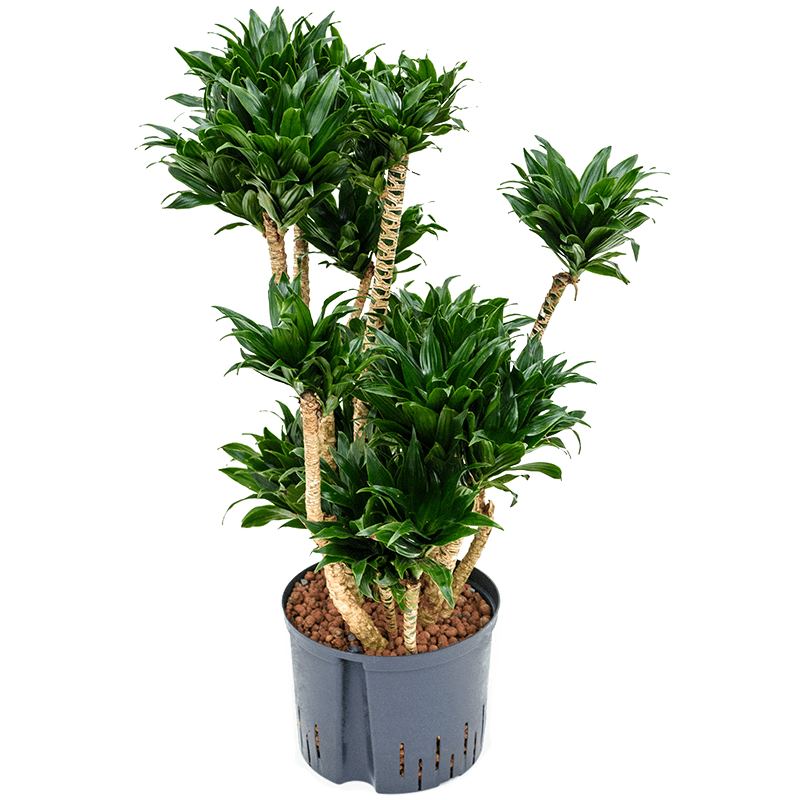 Dracaena Compacta vertakt