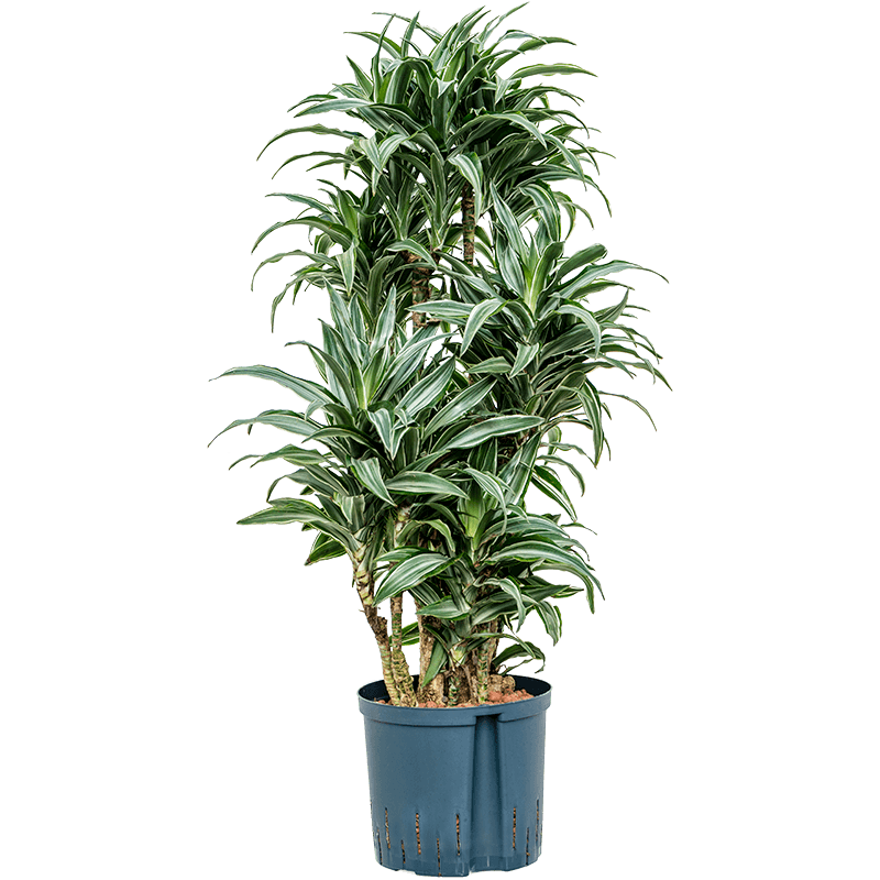 Dracaena Deremensis Warneckei vertakt