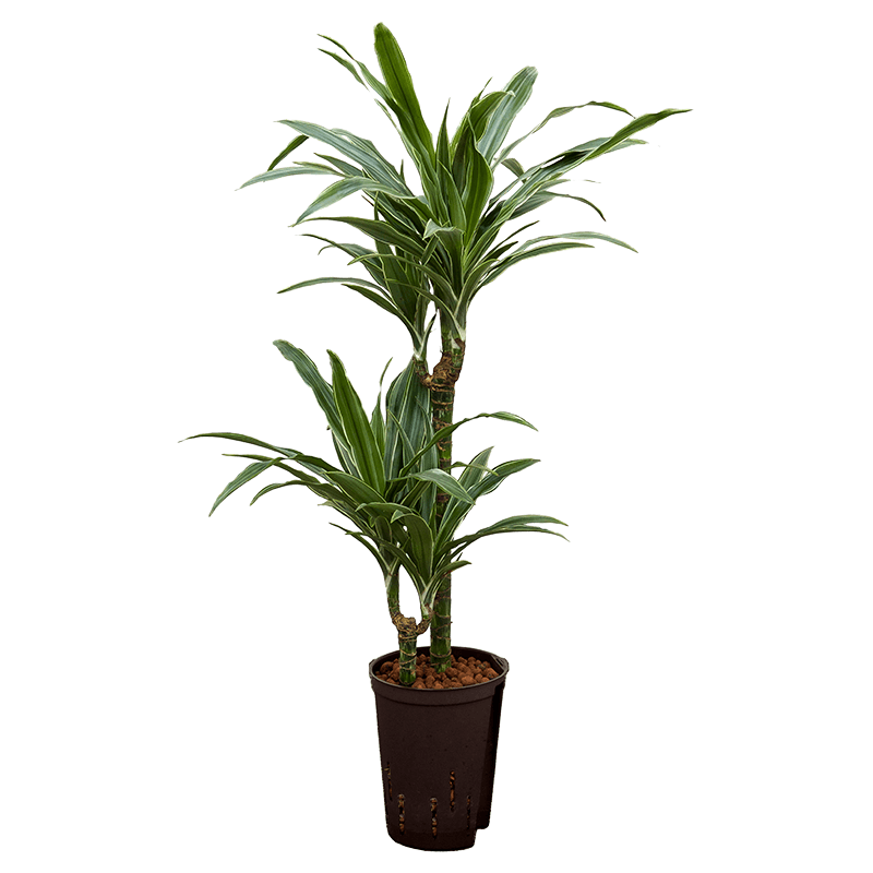 Dracaena Deremensis Warneckei 2-stam