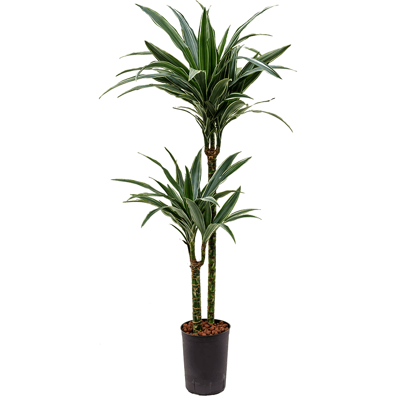 Dracaena Deremensis Warneckei 2-stam