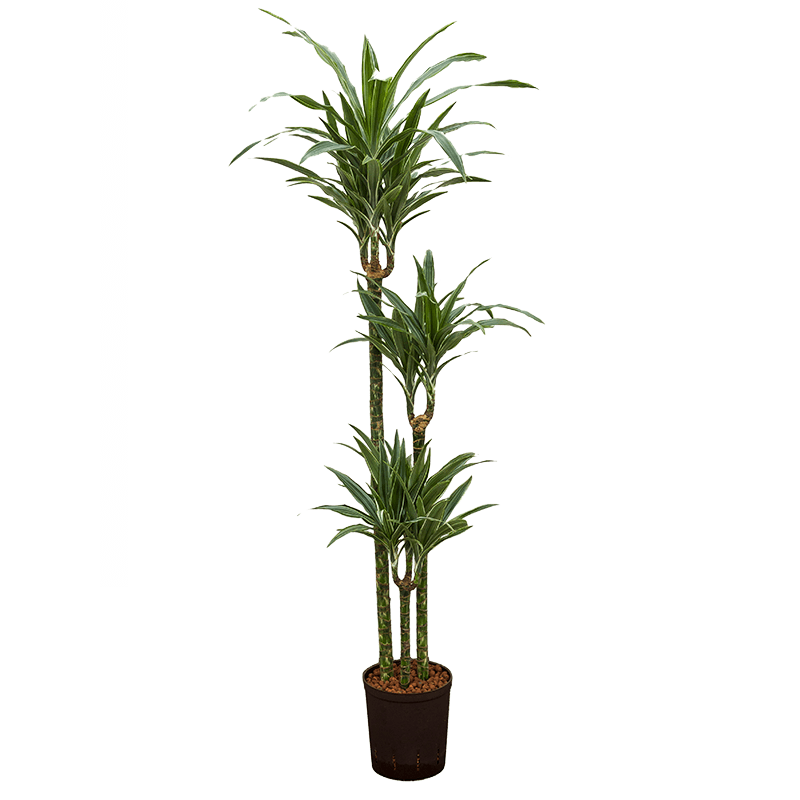 Dracaena Deremensis Warneckei 3-stam