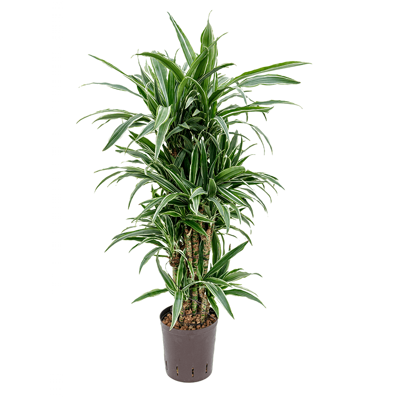 Dracaena Deremensis Warneckei multistam