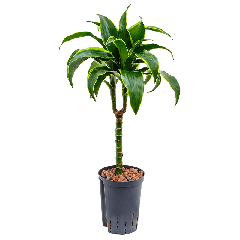 Dracaena Dorado op stam