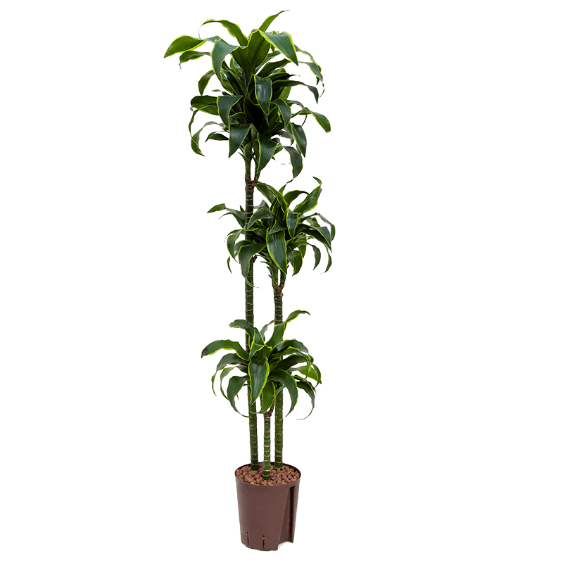 Dracaena Dorado 3-stam 