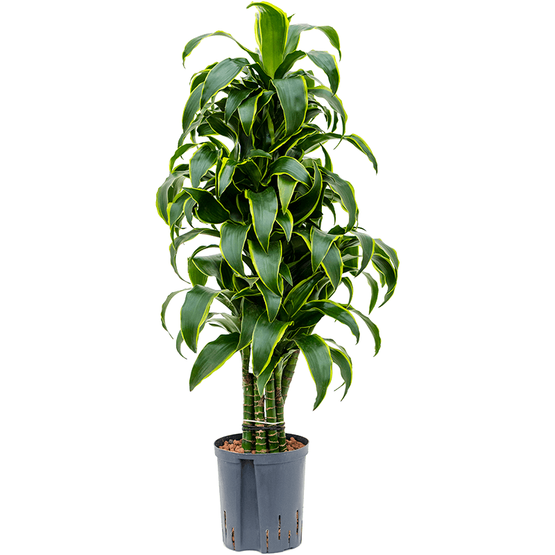 Dracaena Dorado vertakt 