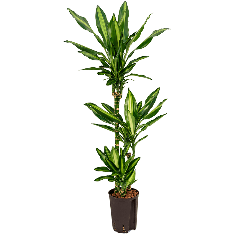 Dracaena Cintho 3-stam