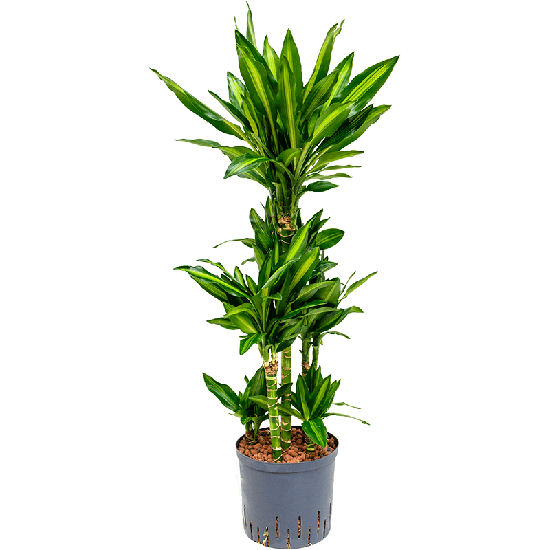 Dracaena Cintho carrousel