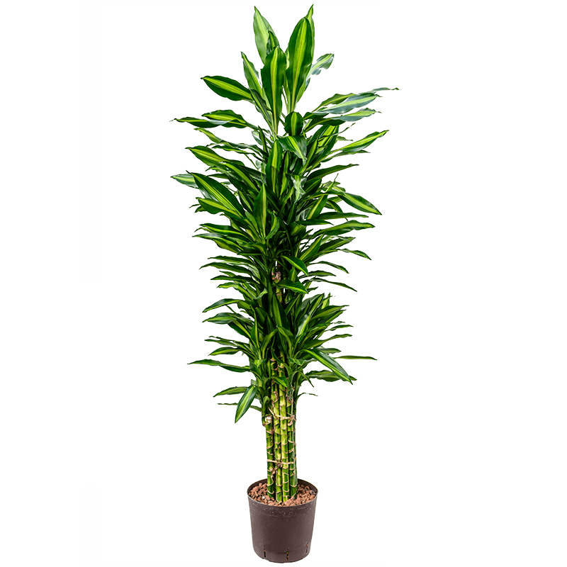 Dracaena  Cintho vertakt