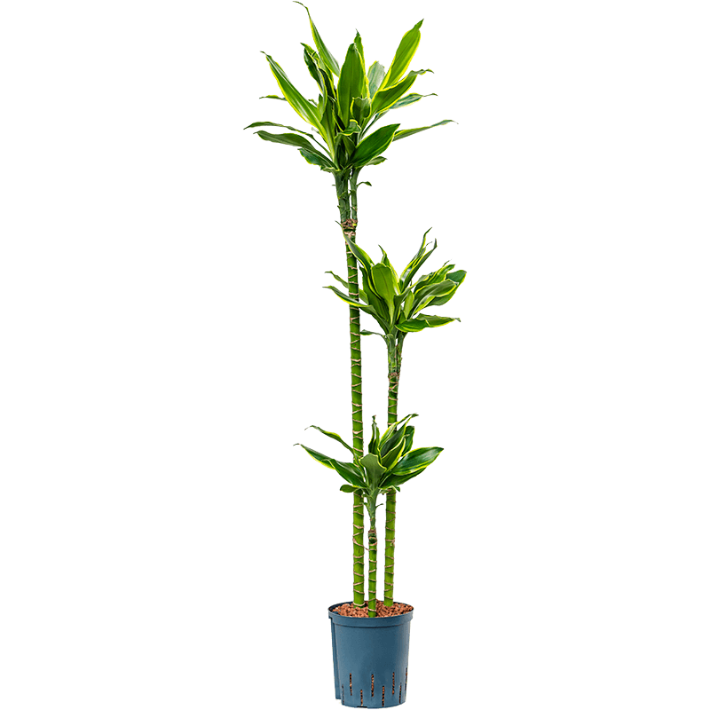 Dracaena Golden Coast 3-stam