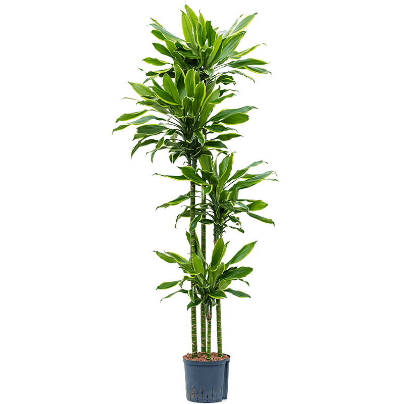 Dracaena Golden Coast 4-stam