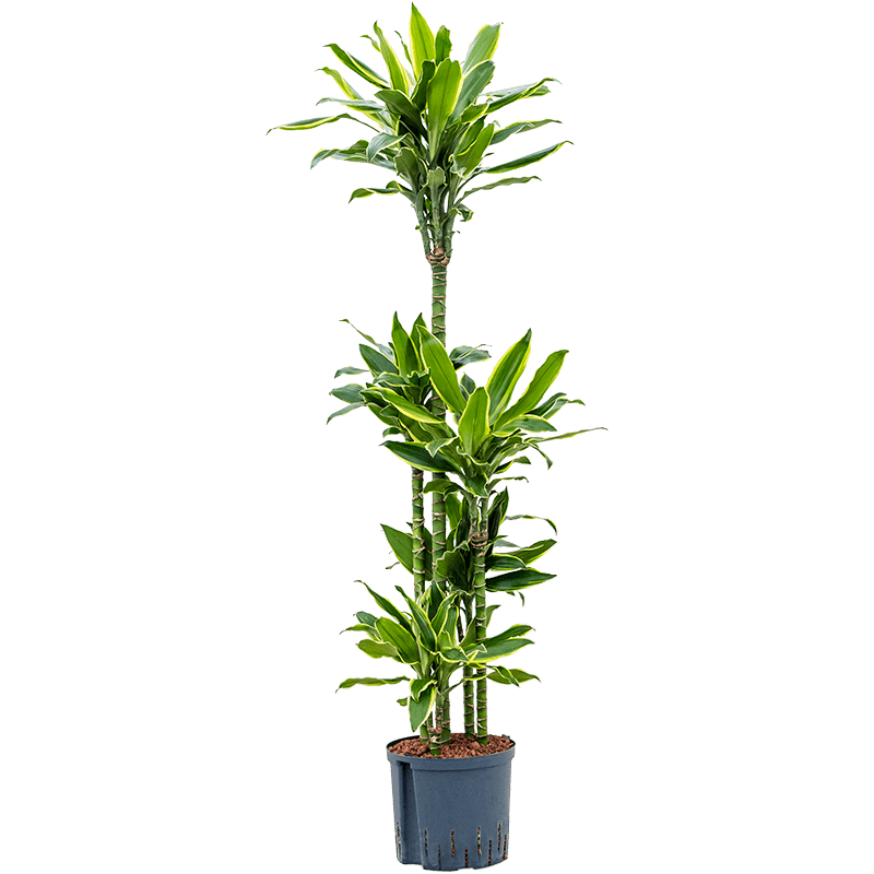 Dracaena Golden Coast carrousel