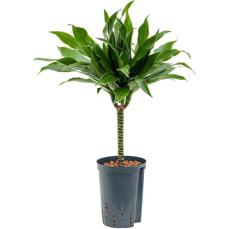 Dracaena Green Jewel