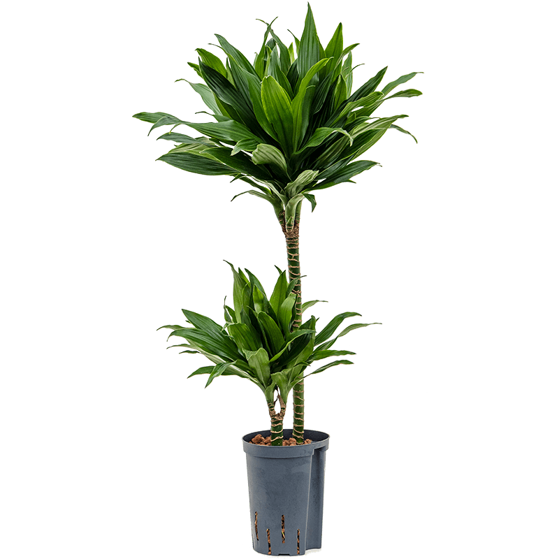 Dracaena Green Jewel 2-stam