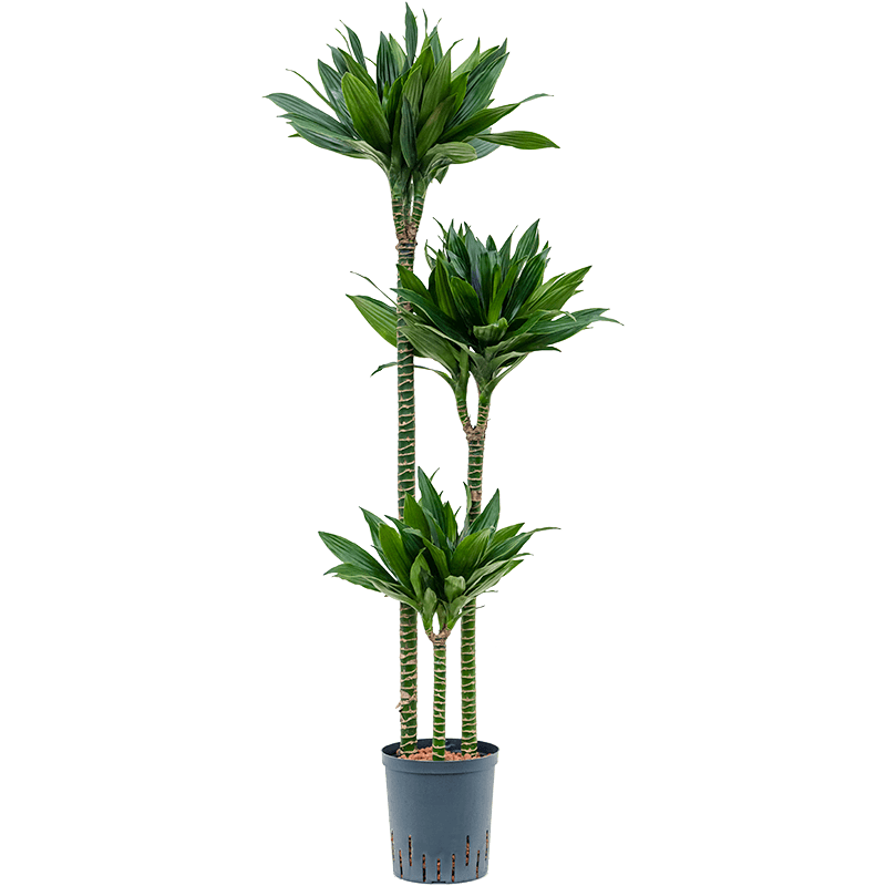 Dracaena Green Jewel 3-stam