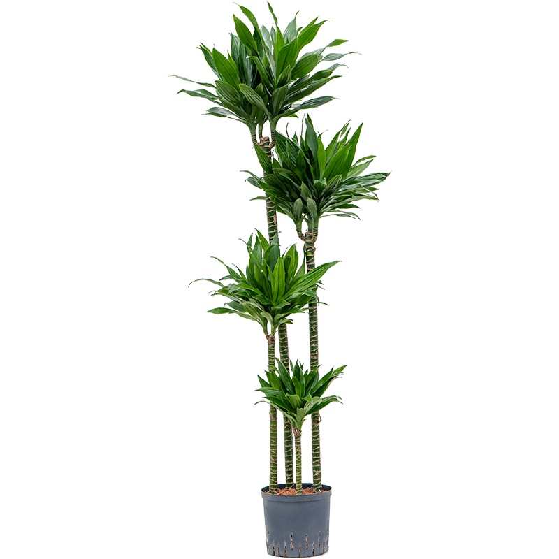 Dracaena Green Jewel 4-stam