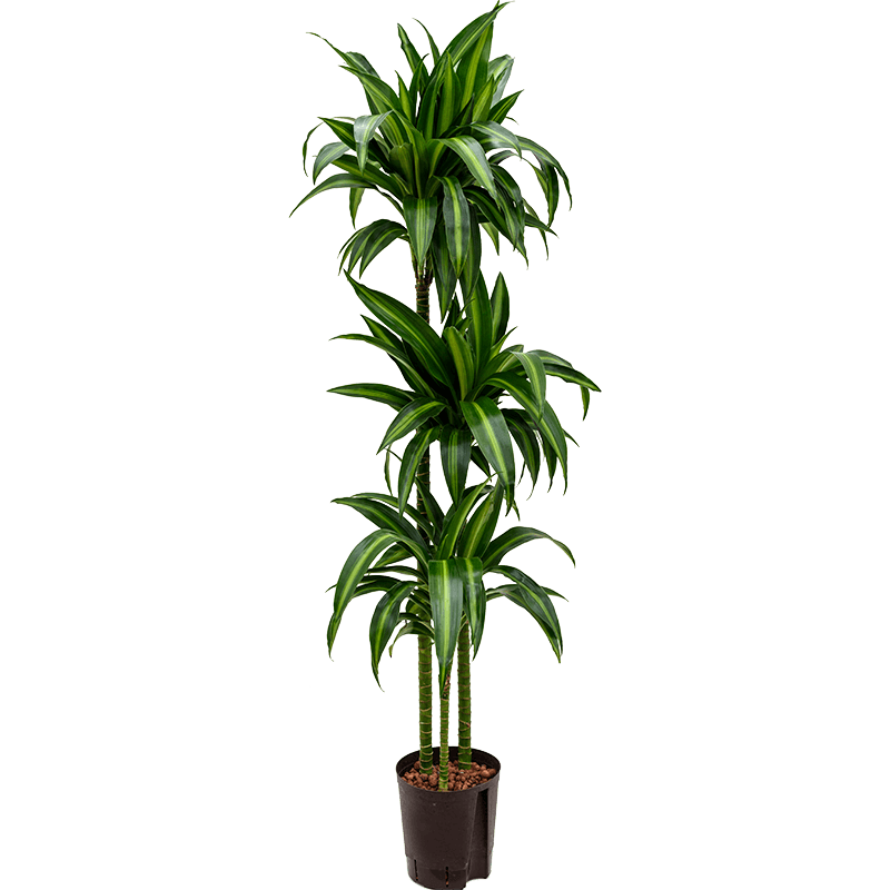 Dracaena Hawaiian Sunshine 3-stam