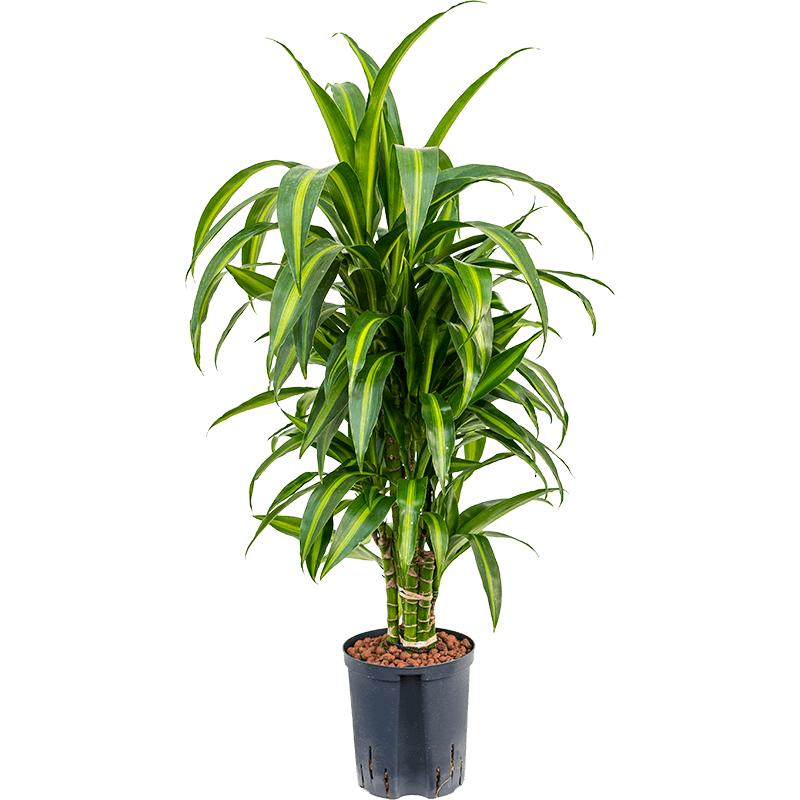 Dracaena Hawaiian Sunshine vertakt