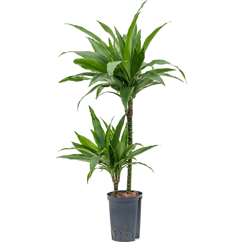 Dracaena Janet Craig 2-stam