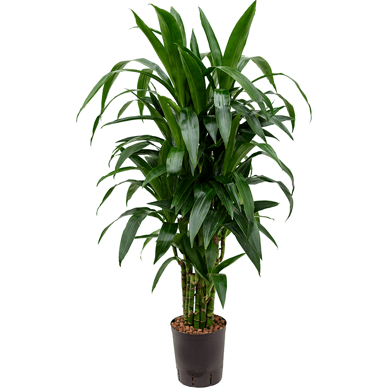 Dracaena Janet Craig vertakt