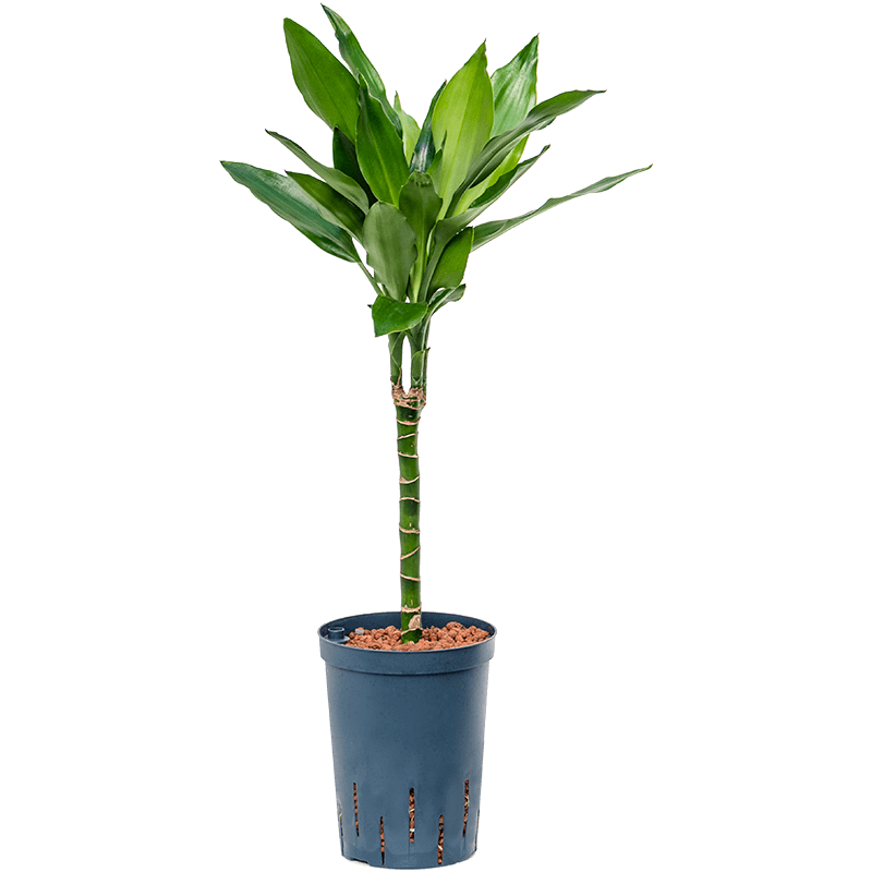 Dracaena Janet Lind op stam