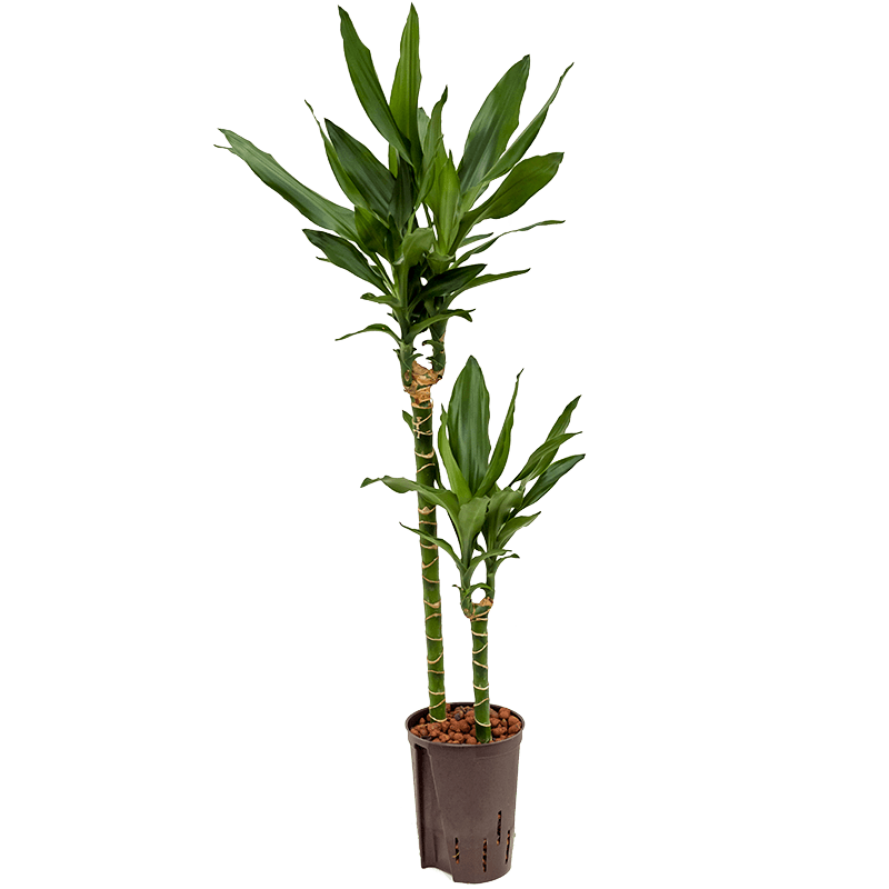 Dracaena Janet Lind 2-stam