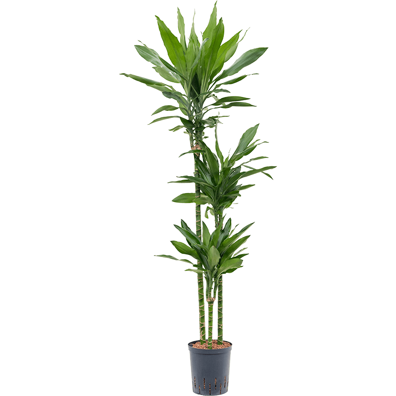 Dracaena Janet Lind 3-stam