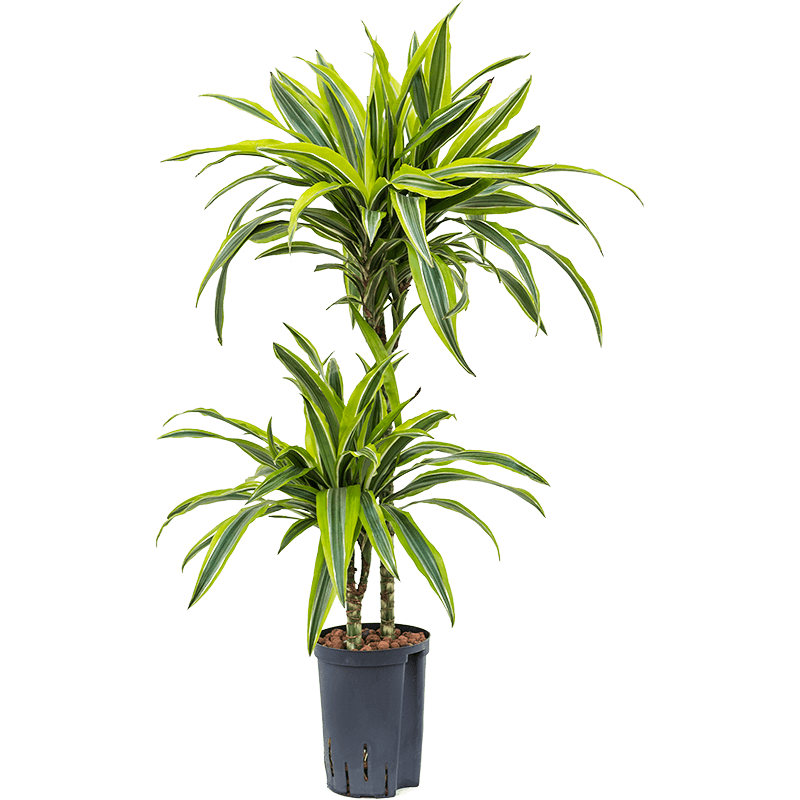 Dracaena Lemon Lime 2-stam