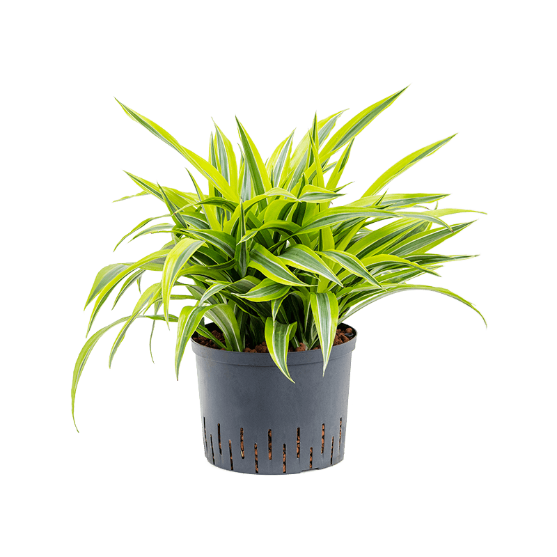 Dracaena Lemon Lime 