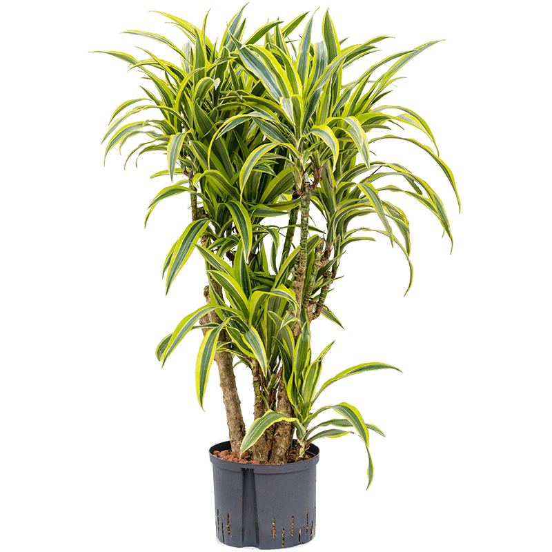 Dracaena Lemon Lime vertakt