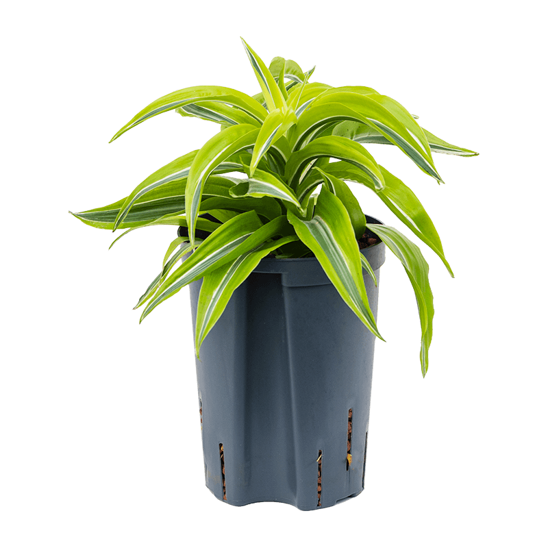 Dracaena Lemon Surprise 