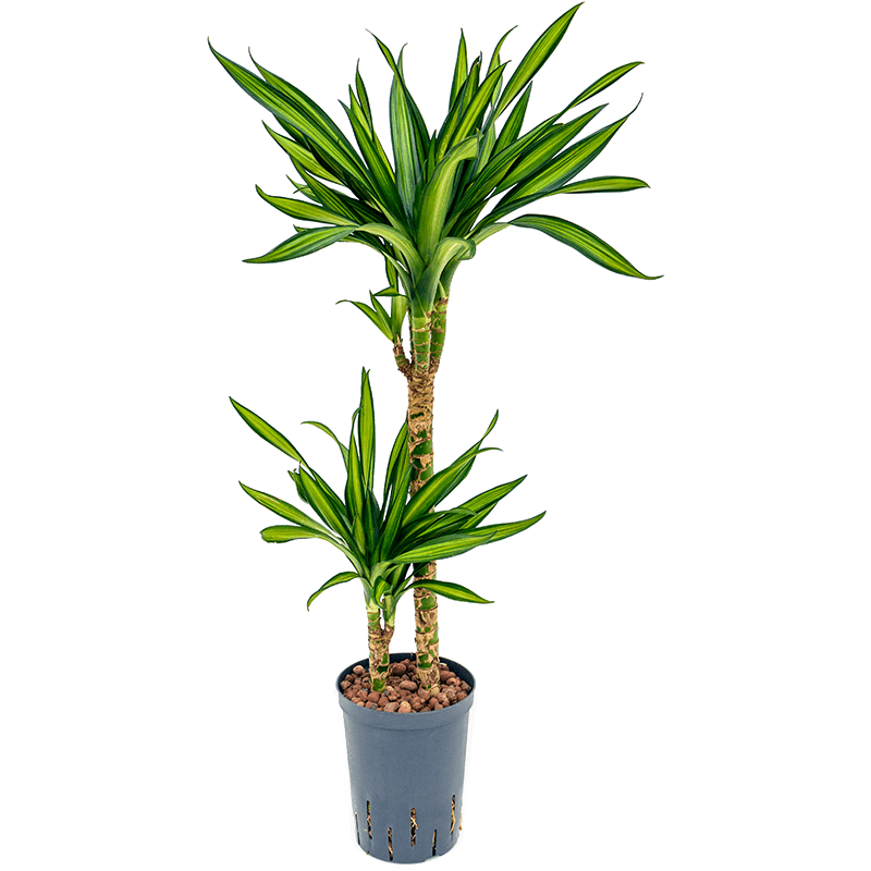 Dracaena Riki 2-stam