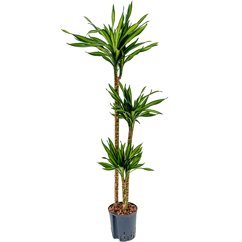 Dracaena Riki 3-stam