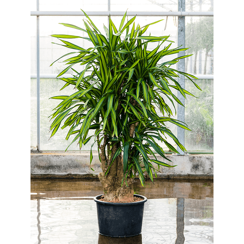 Dracaena Riki vertakt