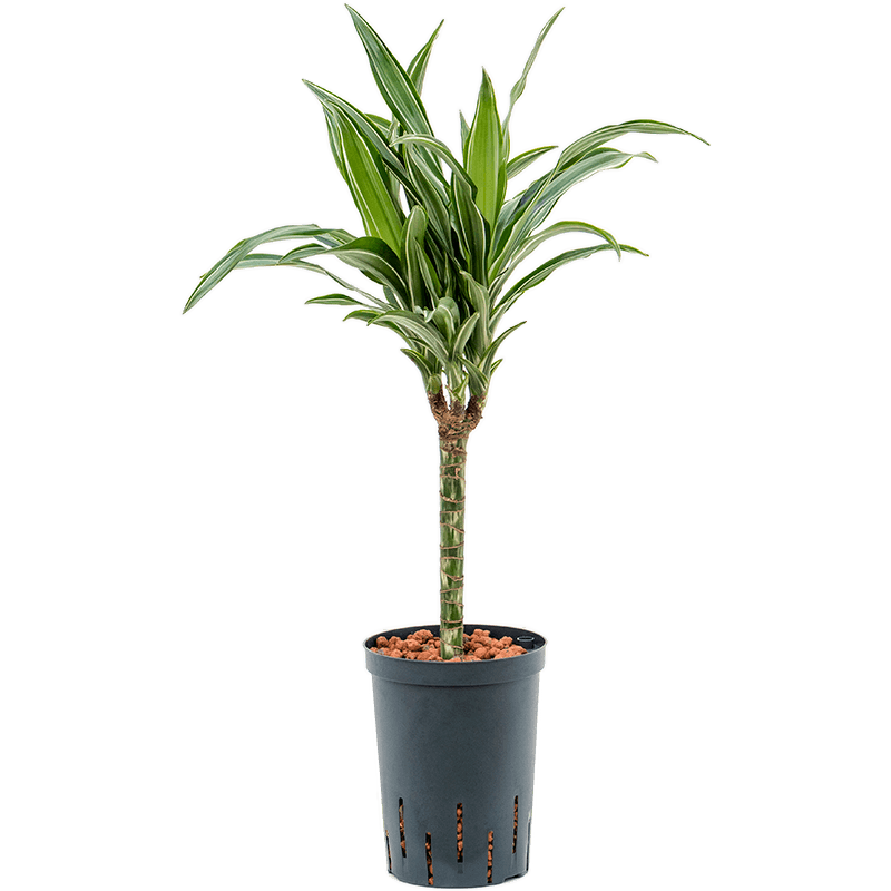 Dracaena Ulises 