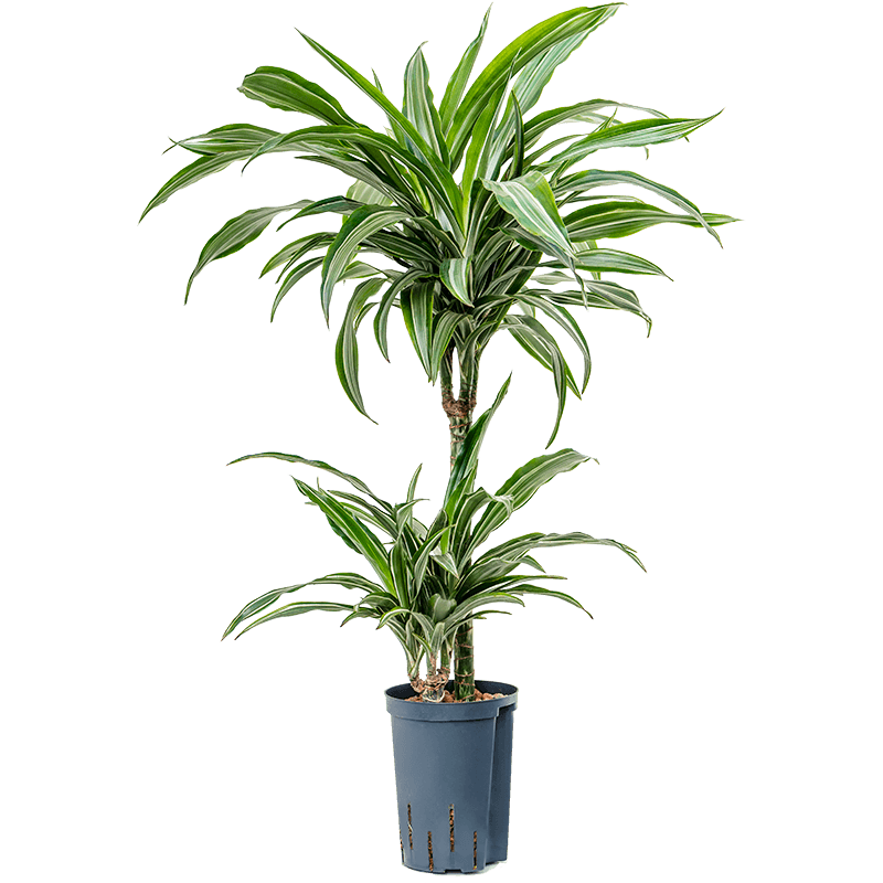 Dracaena Ulises 2-stam