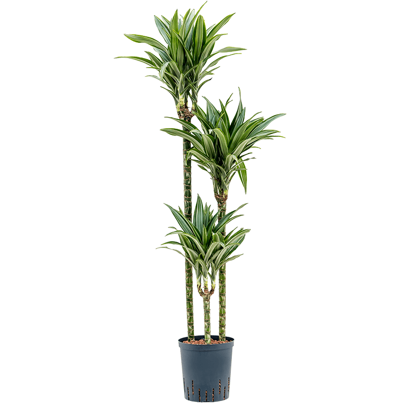 Dracaena Ulises 3-stam