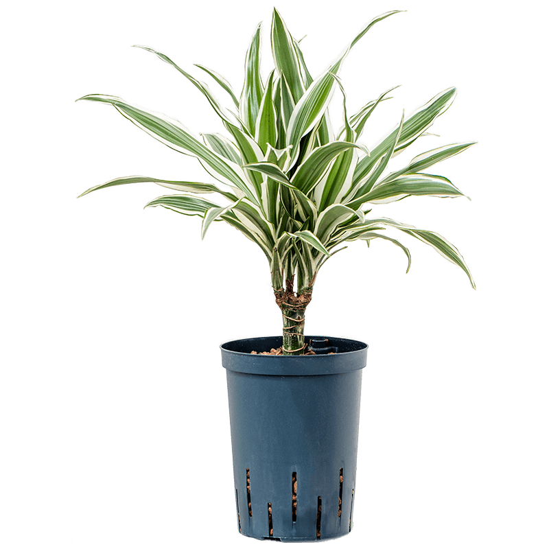 Dracaena White Stripe stam