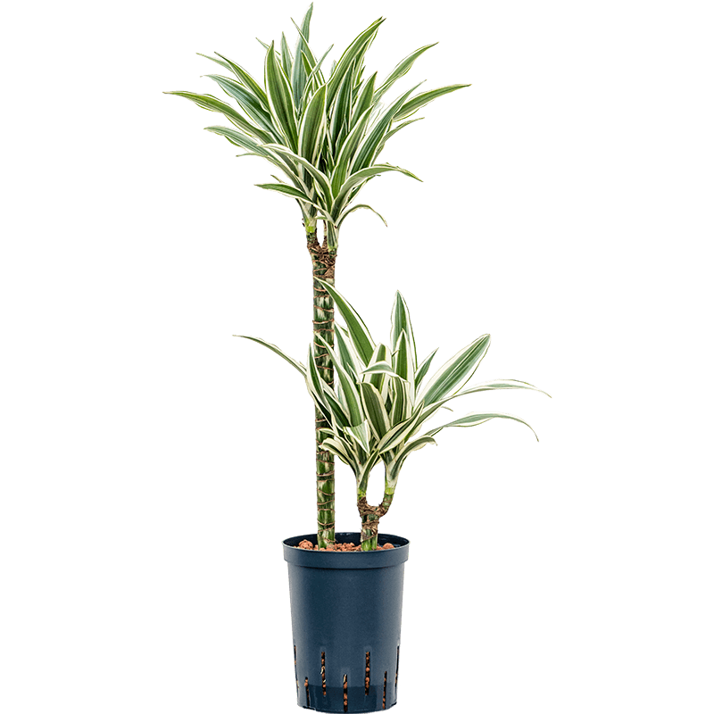 Dracaena White Stripe 2-stam