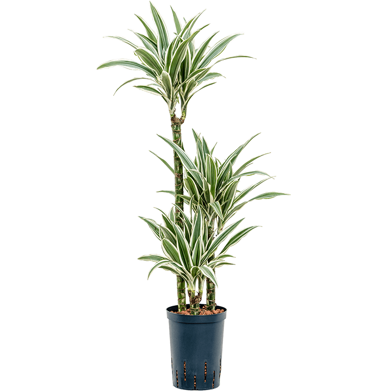 Dracaena White stripe 3-stam