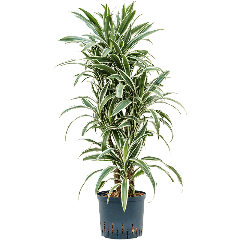 Dracaena Deremensis White Stripe vertakt