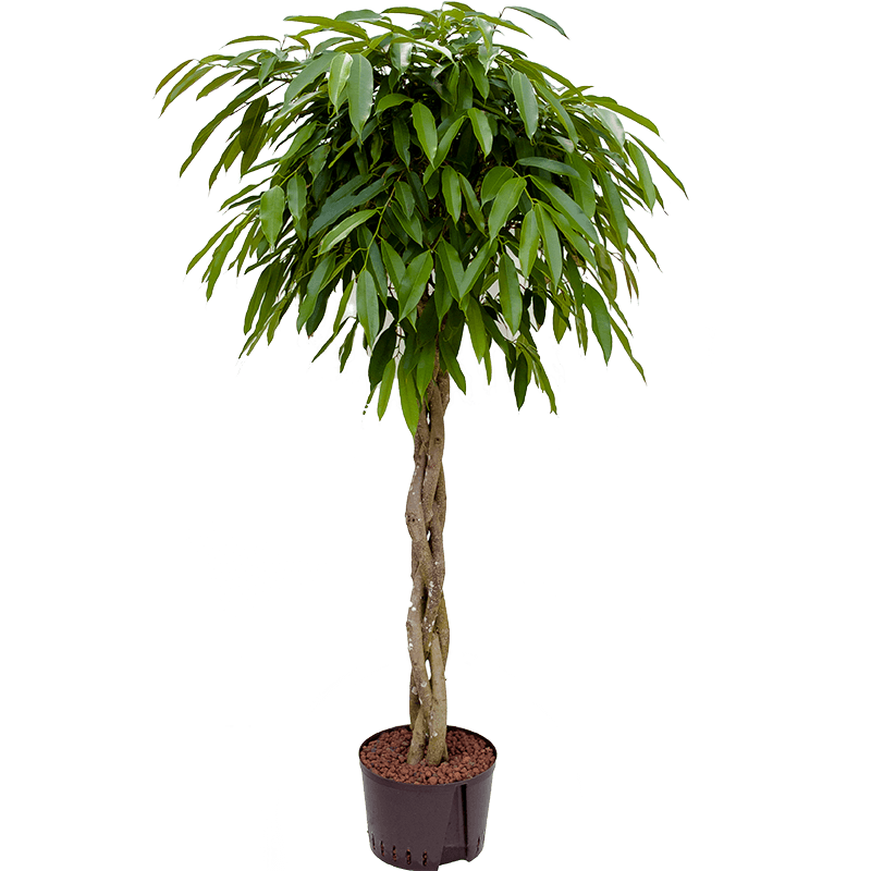 Ficus Amstel King gevlochten stam 