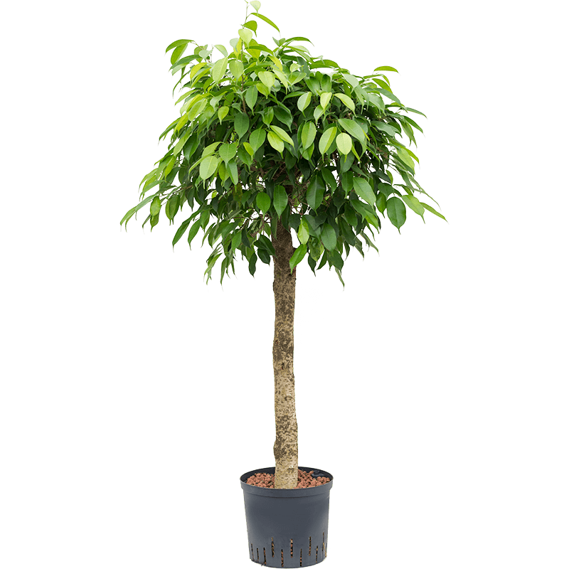 Ficus Benjamina Columnar op stam 