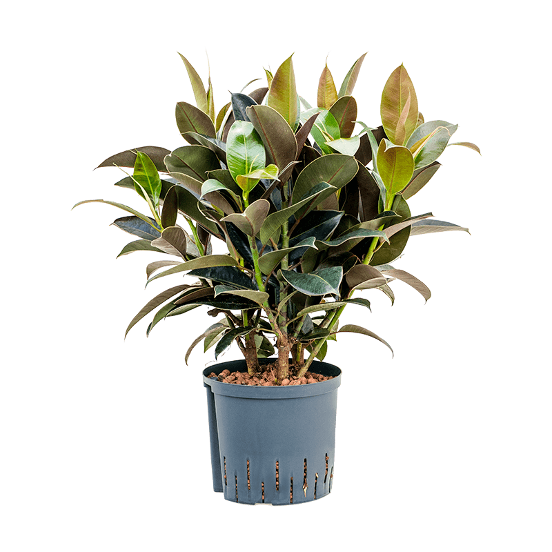 Ficus Elastica Melany